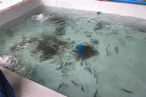 水产养殖学专业（Aquaculture）