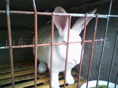 揭阳养殖兔子卖了肉兔养殖回收 山东济宁 种兔养殖-食品商务网