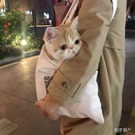 《加菲猫》动画电影曝全新海报 小猫咪卖萌无底线-36k导航