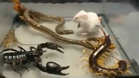 惊心动魄：蝎子、蜈蚣、蛇、蜥蜴同居一室，首先蜥蜴被干翻！