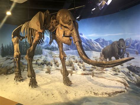 全球最完整猛犸象化石将在英展出 死亡时仅1月大(图)|俄罗斯|西伯利亚_凤凰资讯
