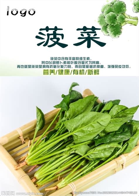 菠菜种子-山东鑫宏丰农业科技有限公司