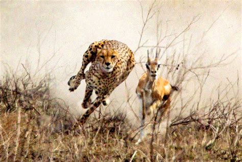 摄影师赢得了猎豹绝对信任，人与猎豹的感情让人动容！_腾讯视频