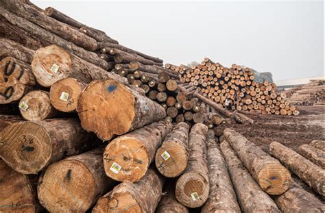 2021年我国木材进口数据分析_行业新闻_资讯_整木网