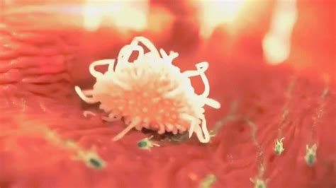 白细胞吞噬细菌的过程