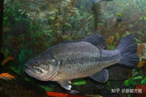 鳜鱼种类图鉴,鳜鱼品种如何区别图片,鳜鱼品种图片介绍_大山谷图库