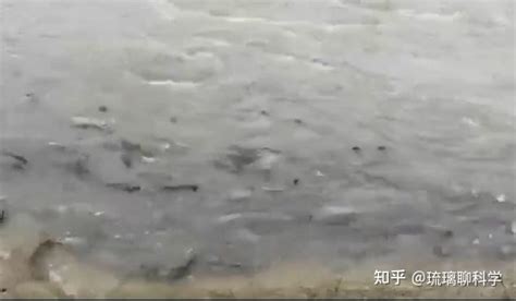 长江禁渔成效显著！南京江豚达62头，干流现大量鱼，居民60年首见