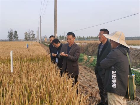 淮阴所水稻推广示范基地举办水稻新品种新技术现场观摩培训活动