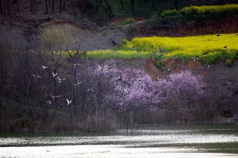 舞钢石漫滩国家湿地公园：春江水暖鸭先知-大河新闻