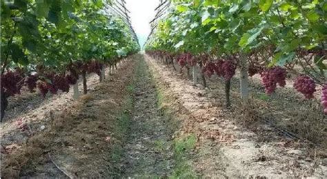 葡萄新品种栽培示范项目-白马教学科研基地