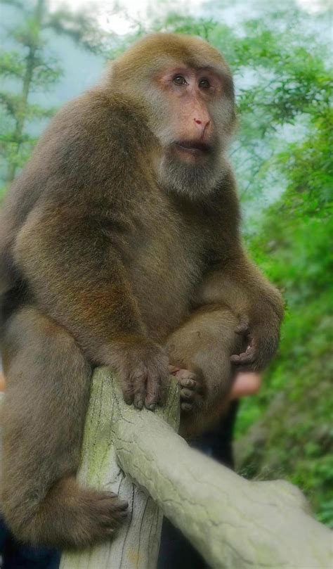 猴的传说 生态之美|文章|中国国家地理网