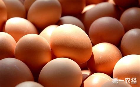 2017年9月12日全国各地区最新鸡蛋价格走势分析 - 养鸡行情 - 第一农经网