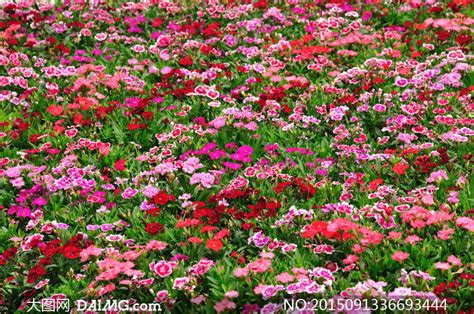 花丛背景-花丛摄影图片-公园阳光下淡黄色杜鹃花丛的图片-摄图网