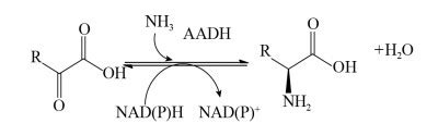 NADP/NADPH定量与比率分析试剂盒—辅酶NADP(NADPH)研究方案 - 每日生物评论