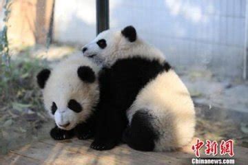熊猫起名宝宝取名字软件app下载-熊猫起名宝宝取名字软件v6.3.0 安卓版 - 极光下载站