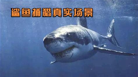 鲨鱼是如何捕猎的？摄影师在海下拍下真实场景，太震撼了！纪录片_腾讯视频