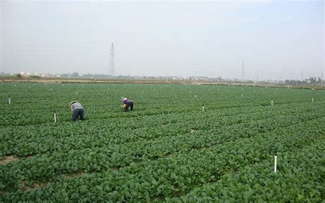 种植业市场分析报告_2021-2027年中国种植业行业前景研究与市场调查预测报告_中国产业研究报告网