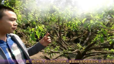 李子树各个时期修剪技术——爱华植保（速渡）_腾讯视频