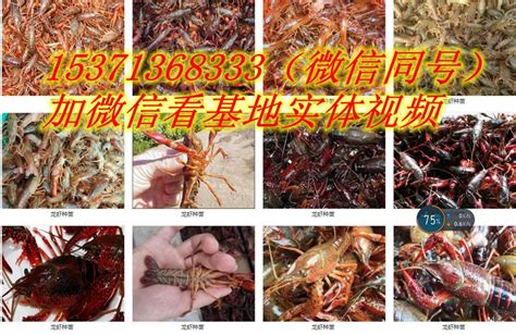 简阳哪里有小龙虾养殖场_供应信息_中国水产信息网