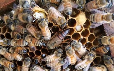 西方蜜蜂品种及亚种分布 - 蜜蜂知识 - 酷蜜蜂
