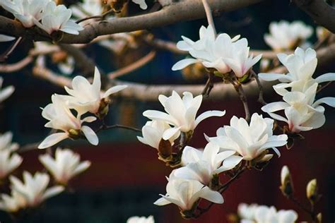 南京春季赏花旅游攻略 去哪里比较好_旅泊网