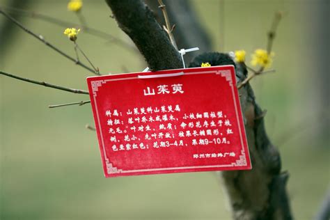 组图丨惊艳了春光：读过茱萸的诗句，见过茱萸开的花吗?-大河新闻
