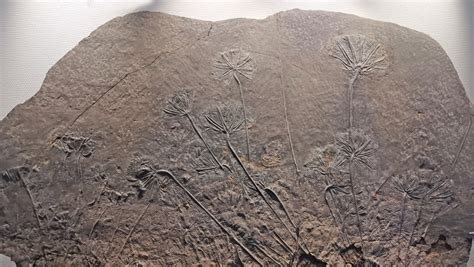 海百合化石图片