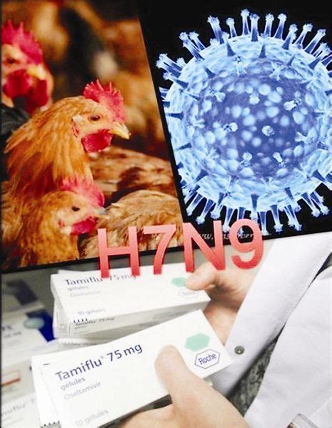 什么是h7n9病毒预防办法,2017年h7n9禽流感最新消息_免费QQ乐园