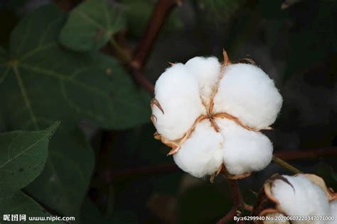 新疆棉花，怎么了？ | 爱尖刀