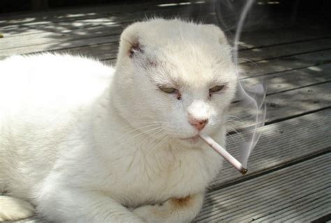 吸烟有害健康，养猫的家庭更不能有烟，猫咪吸了“二手烟”有危险