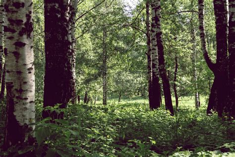 灌丛林上的绿叶与树林高清图片下载-正版图片303381206-摄图网