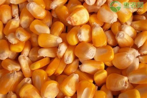 2020年11月全国玉米价格最新行情预测及分析 - 惠农网