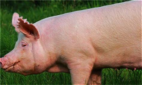 猪的经济类型与品种 - 知乎