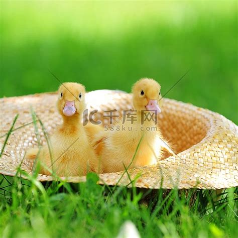 三只可爱的毛茸茸的小鸭子坐在草帽里肉用鸡鸭子高清摄影大图-千库网