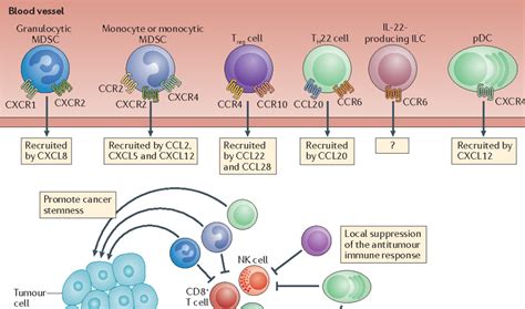 辅助性Th1 CD4 T细胞在肿瘤免疫治疗中的作用 - 知乎