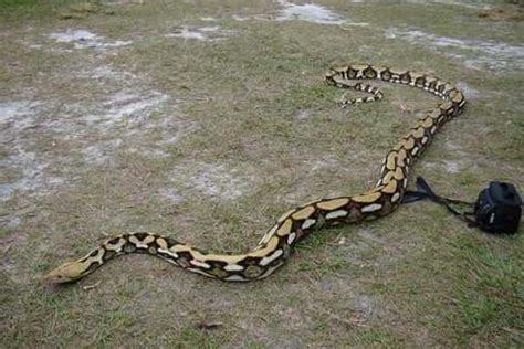 蟒蛇有多长？一口能吞下斑马 身体似水桶粗(最长12米)_探秘志