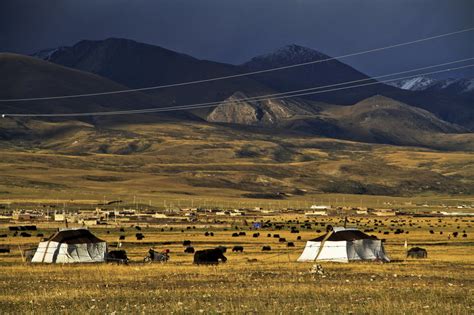 科学网—青藏高原上的牦牛 - 王从彦的博文
