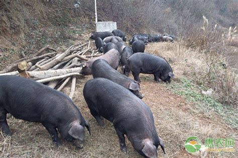 猪多少钱一斤（猪价） - 羊城网