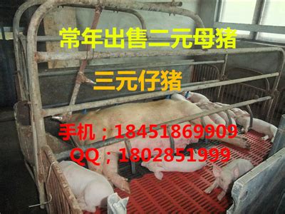 淄博市出售北京黑猪_北京黑猪价格_张桂芳
