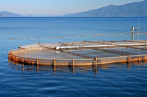 鱼菜共生系统设计工厂化水产养殖过滤设备养虾大棚循环水养鱼设备-阿里巴巴