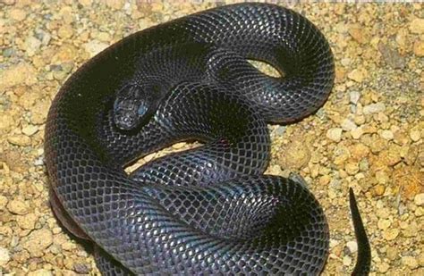 全球十种最恐怖的蛇排名, 世界上最毒的10种蛇类