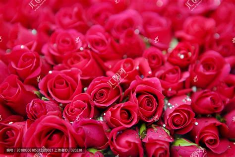 520温馨浪漫玫瑰花高清图片下载-正版图片500552198-摄图网
