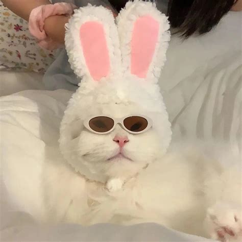 非主流特效兔子头像