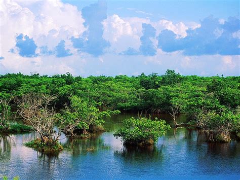 【头条】中国首个以红树林命名的国家湿地公园——雷州九龙山红树林国家湿地公园