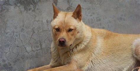 我国培育的优秀猎犬，有着狼性的湘西山地犬 - 知乎