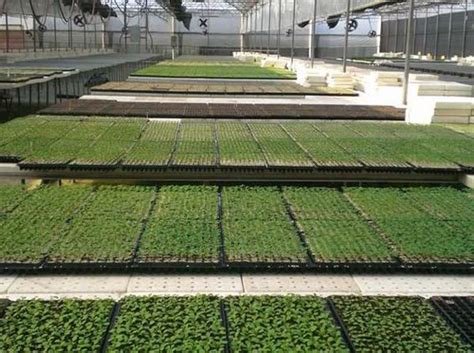 植物工厂：寿光蔬菜育苗产业模式启示录 - 知乎