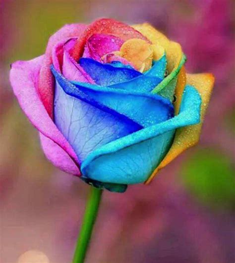 玫瑰颜色代表什么 多种颜色的玫瑰花含义_知秀网