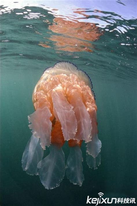 美国科学家在墨西哥湾拍到深海巨型水母 - 神秘的地球 科学|自然|地理|探索