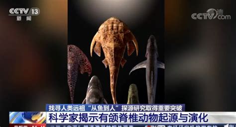 “从鱼到人”演化过程长达五亿年左右，化石揭秘人类演化史！