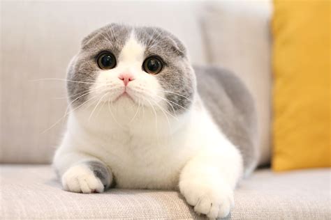 一只超可爱的歌手猫....喵：你是我粉丝？|猫|粉丝|歌手_新浪新闻